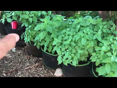 Video: Growing Chiltepins – How To Care For Chiltepin Pepper Plants