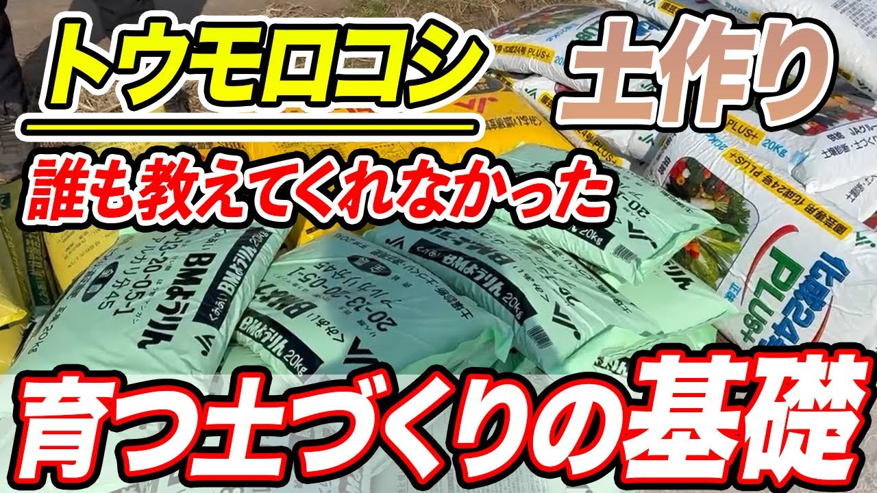 【トウモロコシ】どんな肥料を使えば良い土になるか。土づくりの方法