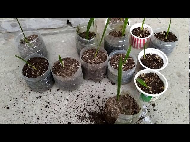 Dushdagi yosh qizlarning onlayn porno videolari