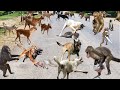 Riot In India !Mother Monkey Attacks 100 Dogs to Revenge Her Baby