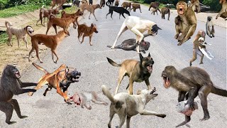 Riot In India !Mother Monkey Attacks 100 Dogs to Revenge Her Baby