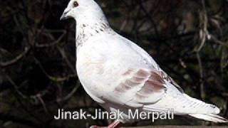 Download lagu Rozianah Baharuddin Jinak Jinak Merpati Rozianah Baharuddin Jinak Jinak Merpati
