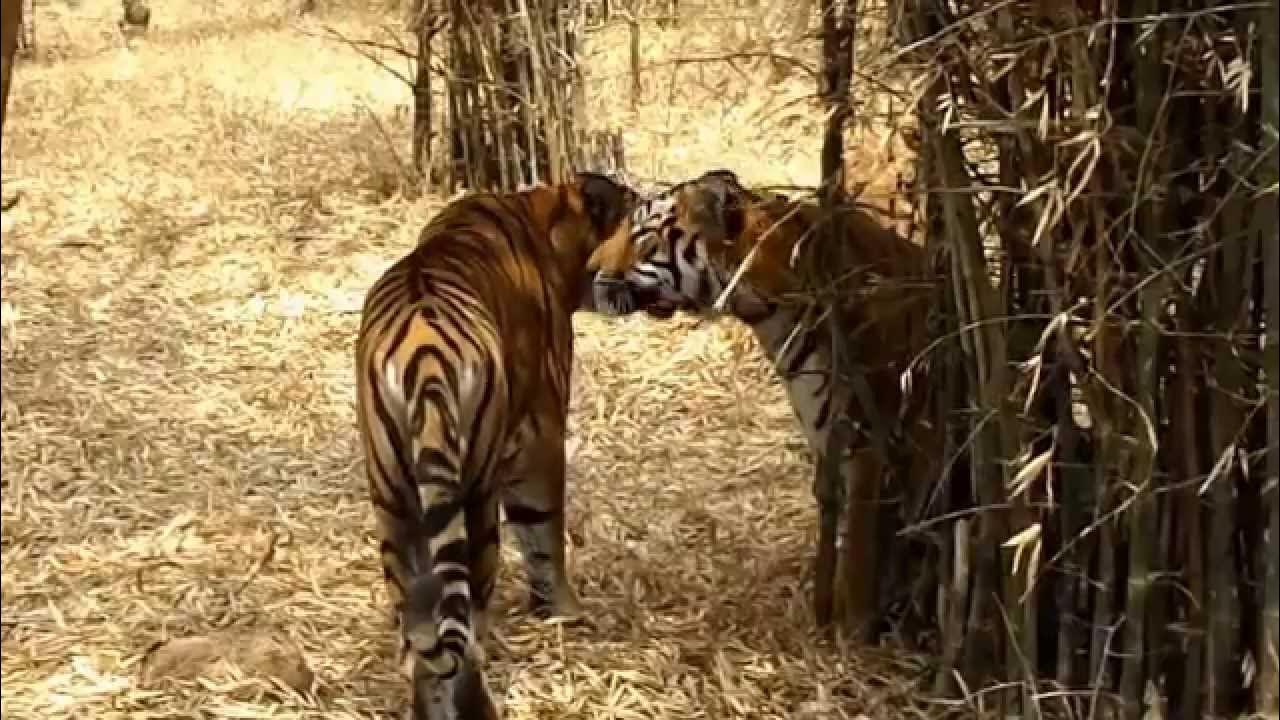 Save Tiger our national animal YouTube