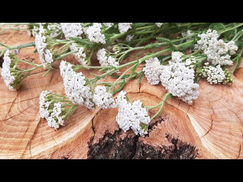 Video: Koja prilagodba može pomoći biljci da preživi u hladnim zimama?