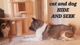 Ep. 118 AMERICAN AKITA VS RAGDOLL CAT_Hide and seek CANE VS GATTO nascondino by micamachi 78 views 1 year ago 1 minute, 43 seconds