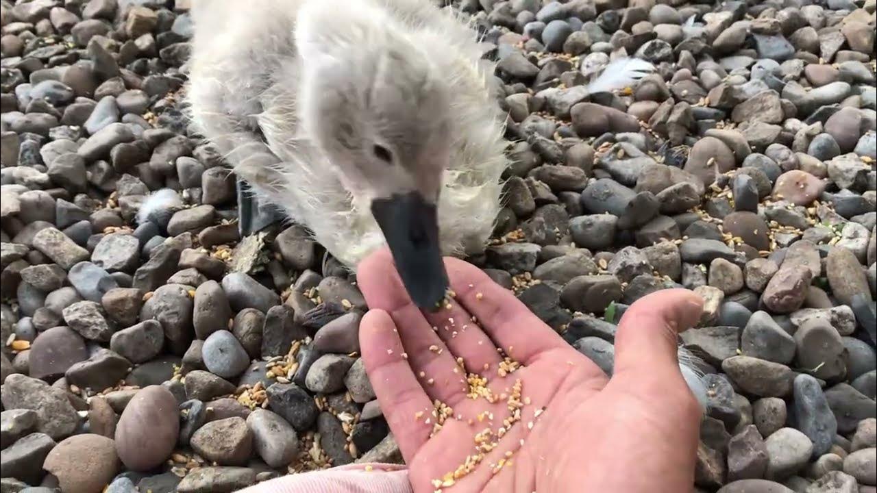 Swan Oli🐥 trusts us like a parent 🥰 YouTube