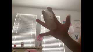 Asmr Collab With Ava Asmr And Kynslee Plays Roblox