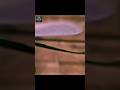 Sab ke liye surprise slow motion fact #mindblowing #amazingfacts #factshorts