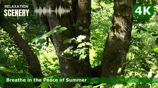 🍀 4K Summer Serenity: Sunlit Meadows & Flowing Streams 🎶