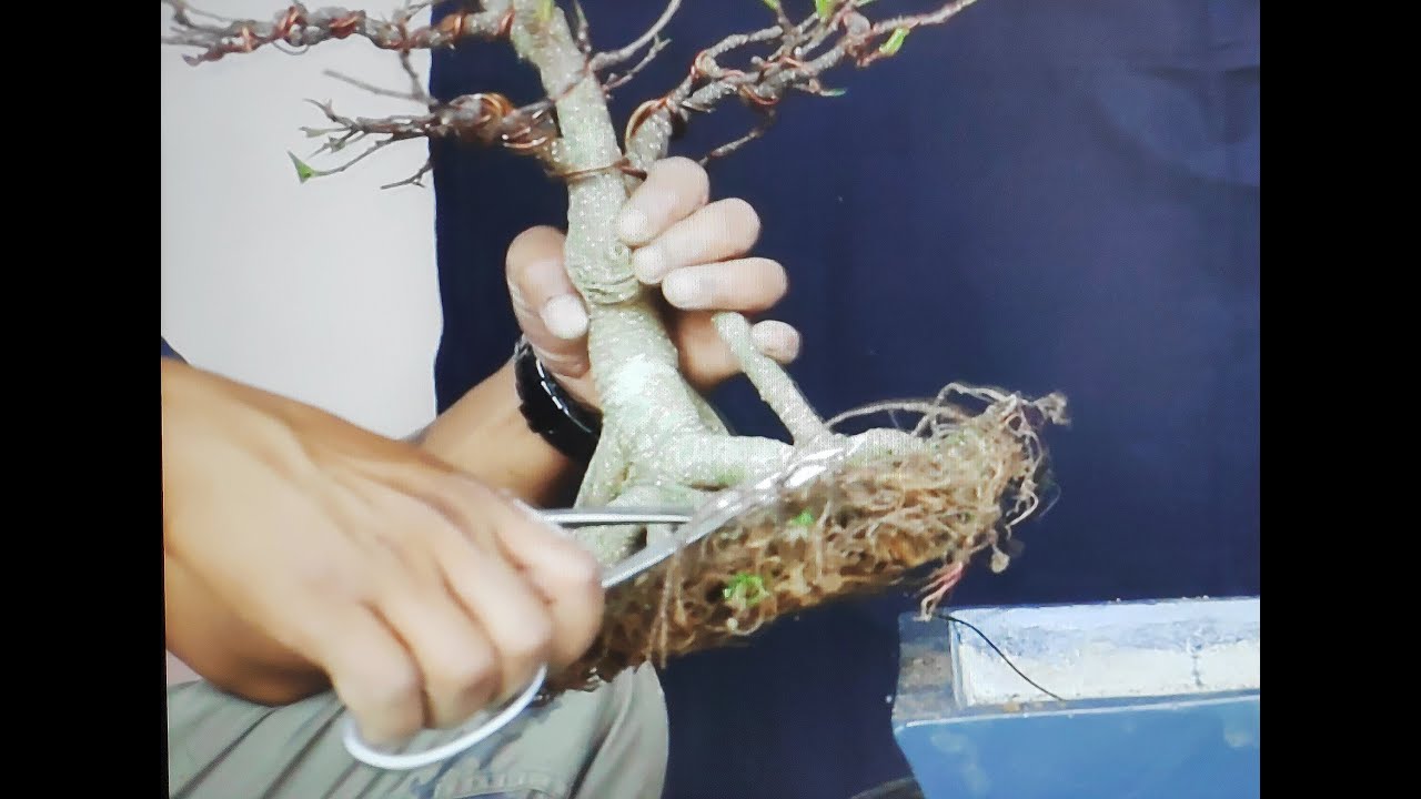 Ficus nitida | Repotting and wiring technique | timelapse| english sub.