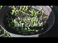 香菜快速催芽 -如何让香菜出芽快 简单一步 收获多多 香菜育苗 盆栽香菜