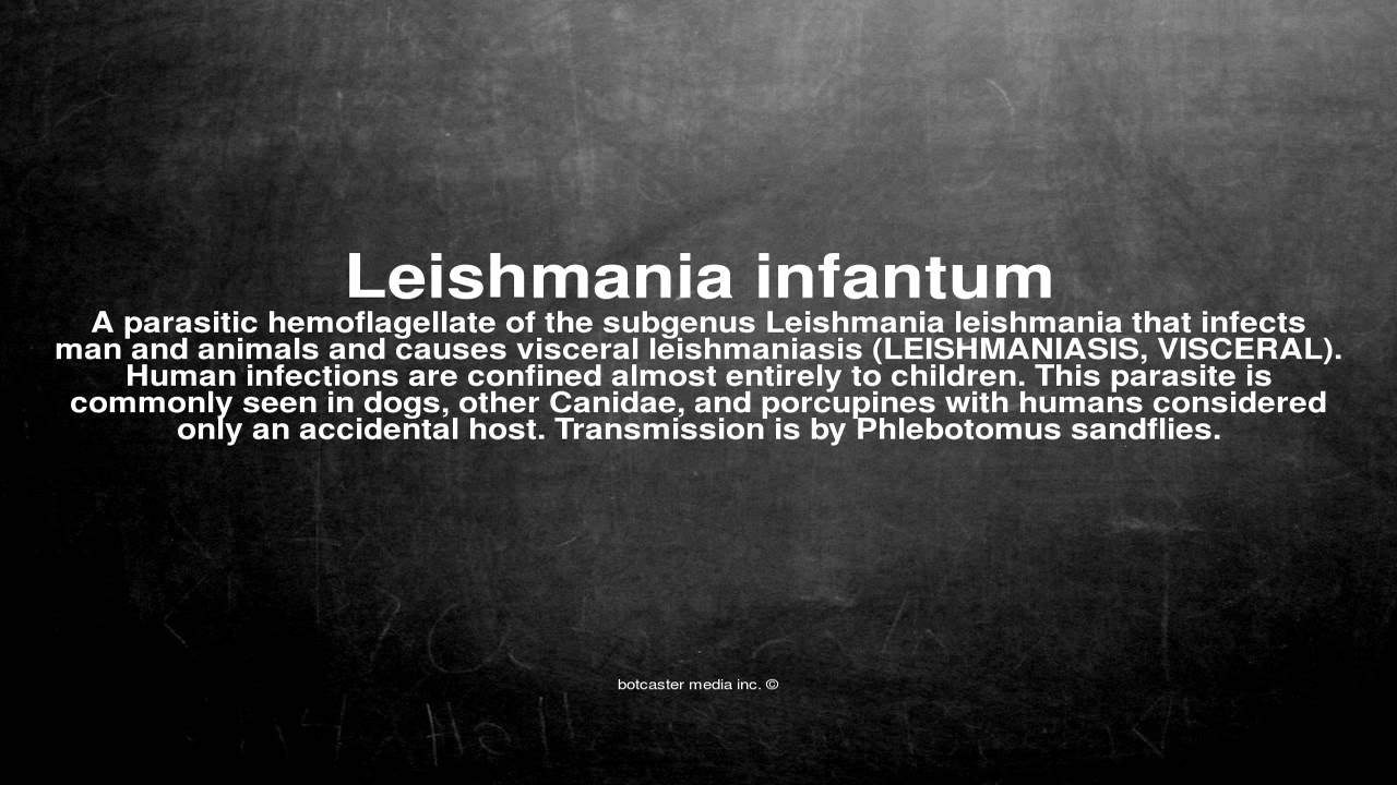 Medical vocabulary What does Leishmania infantum mean YouTube