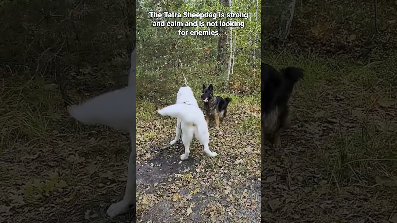 Tatra Sheepdog, friendly, strong dog,calms the German Shepherd