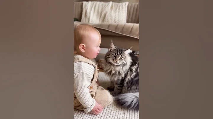 Video 11861291: maine coon cat baby, maine coon cats love, cat kitten baby love