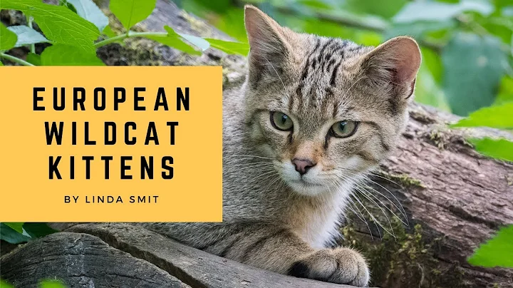 European WILDCAT family with three adorable KITTEN...