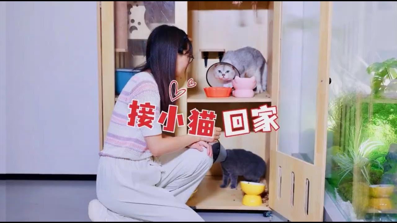 今天去接小猫回家，没想到还有意外的惊喜～#vlog日常 #萌娃和萌宠