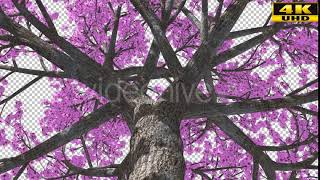 Spring Blossoming Tree | Motion Graphics - Envato elements