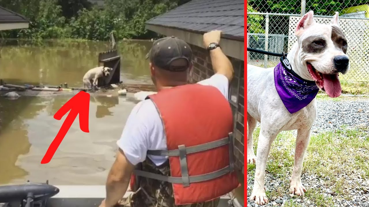 This Dog Was Trapped In Rising Floodwaters For 16 Hrs. Then She Was ...