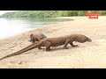 Komodo Dragon ( Giant Lizard )