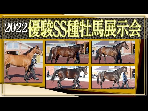Stallion Showcase 2022] Yushun Stallion Station Edition - YouTube