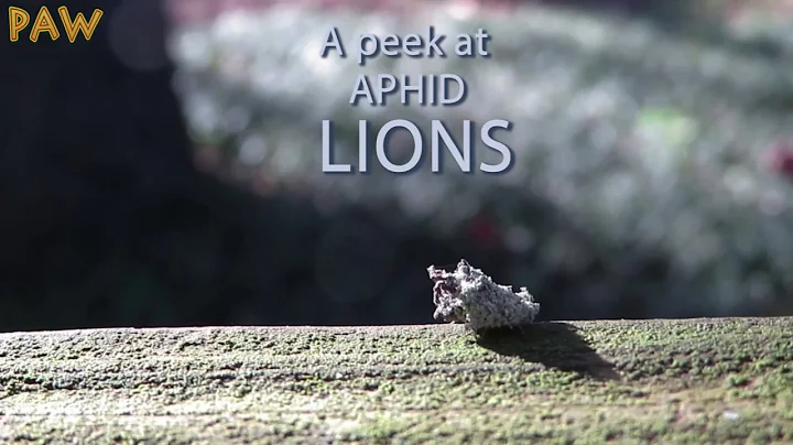 Aphid Lion's Secret, Undercover Life! | Aphid Lion, Aphid Wolf, Lacewing Larva
