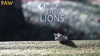 Aphid Lions Secret, Undercover Life Aphid Lion, Aphid Wolf, Lacewing Larva