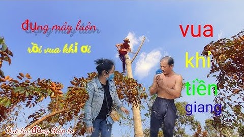 vua khỉ/cưa cây cóc trong vườn vú sữa  trong vòng 1 phút