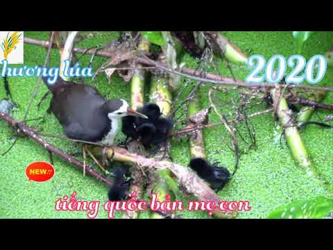 Tiếng Quốc Mẹ Con 2020