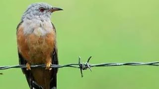 DownloadSuara Menyeramkan Burung Kedasih Emprit Gantil Bikin Merinding MP3 MP4 Suara Menyeramkan Burung Kedasih Emprit Gantil Bikin Merinding
