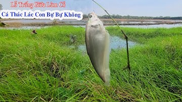 Câu Cá , Chốt Hạ Cặp Cá Thác Lác Khủng Dưới Lùm Cỏ
