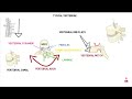 العمود الفقري وتركيب الفقره النموذجي | vertebral column