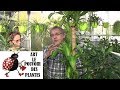 Tuto jardinagedracaena massangeanacomment faire lentretien  larrosageplante verte dintrieur