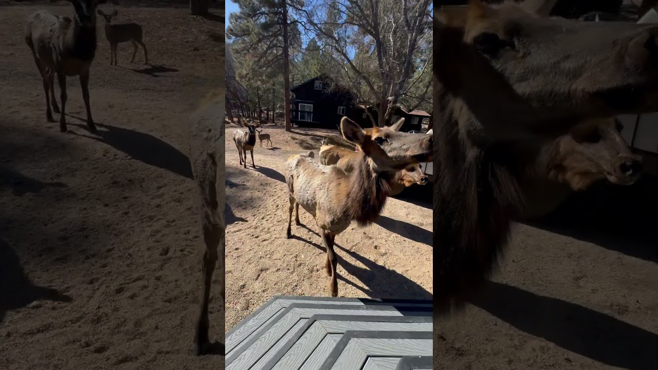 Neighbors coming by to say hi. 