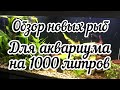 Новые рыбы для аквариума на 1000 литров!! (Жирафовый сом, ножи..)