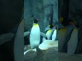 Penguins in Calgary Zoo