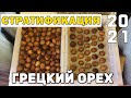 Стратификация семян грецкого ореха 2021.