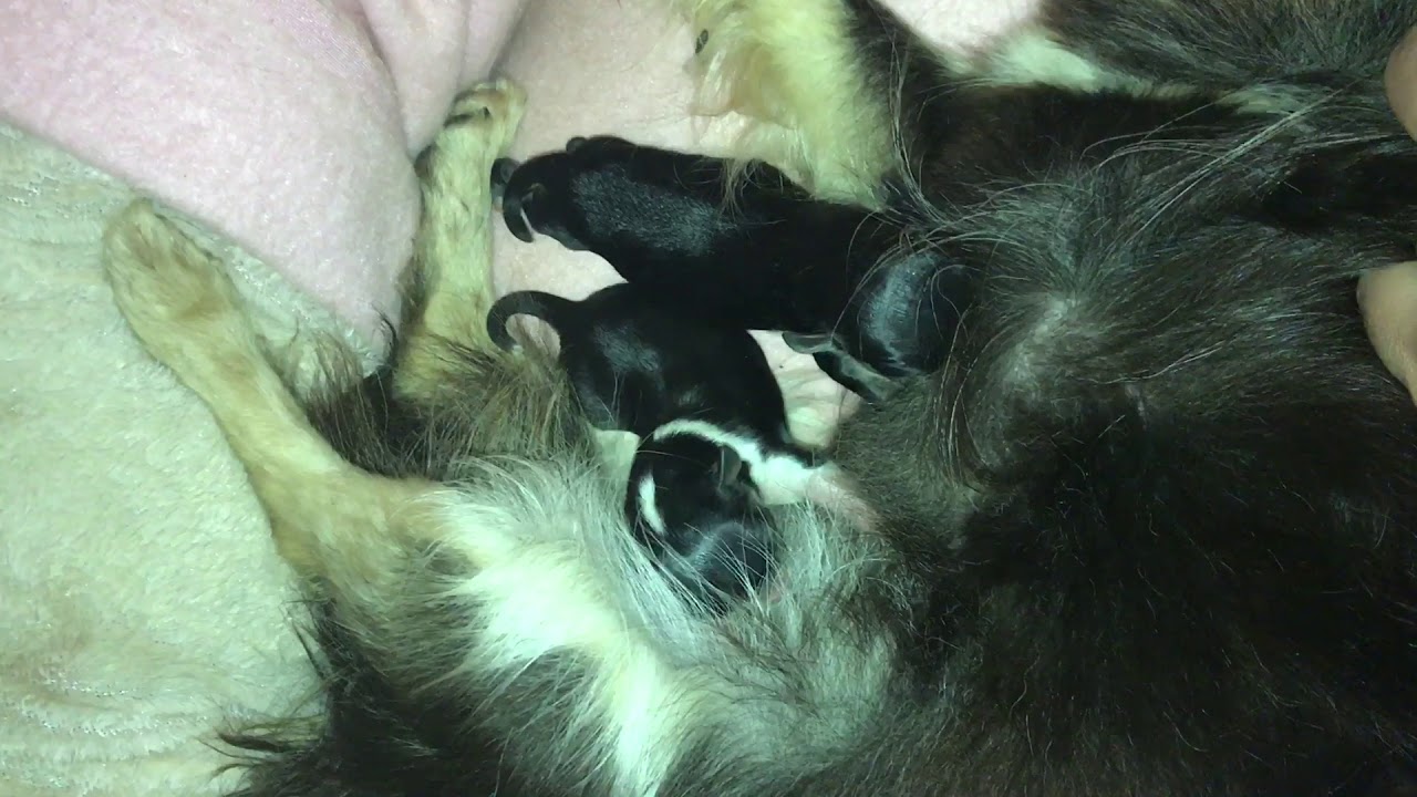 Day old chihuahua puppies nursing! - YouTube