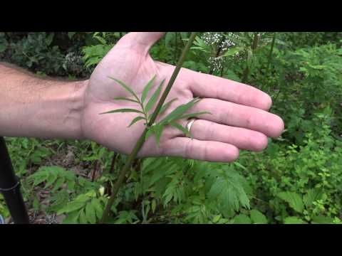 Garden Valerian (Valeriana officinalis) A listed invasive plant in Wisconsin