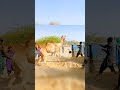 Stubborn Camel Refuses To Get In The Truck