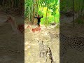 Face to Face With a Predator! 🔥 Unbelievable Moment.#Shorts #Viral #Animals #WildExploration