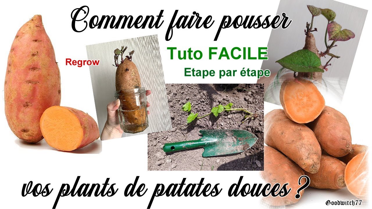 Comment faire germer & pousser des patates douces? How to grow sweet potatoes -Regrow réussir