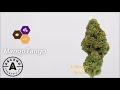 6 mango strains