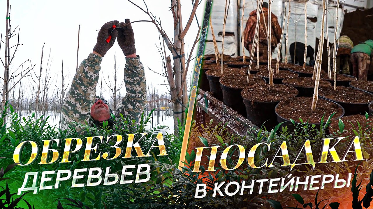 Готовим питомник растений к новому сезону. Ошибки весенней обрезки