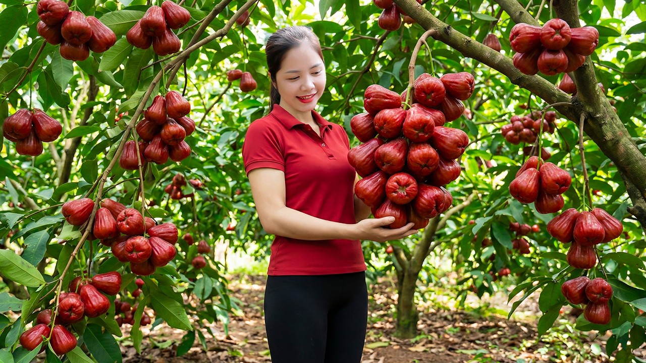 How to Harvesting 1000+ Kg Wax Apple Goes To Market Sell - Harvesting and Cooking | Han Harvesting