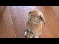 ホーランドロップ (ウサギ) のチャップです。 My name is chapp