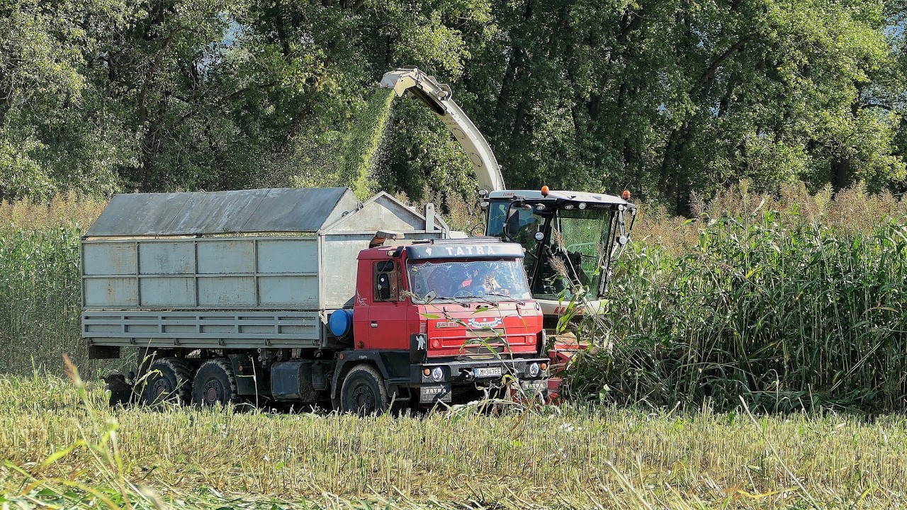 Збер чирока на силаж 2024 Claas Jaguar 850 и 5x Tatra 815, 2x Claas и John Deere 