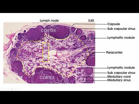 Lymphoid tissue - Histology (lymph node, spleen, thymus, tonsil)