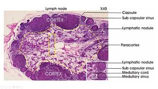 Lymphoid tissue - Histology (lymph node, spleen, thymus, tonsil)