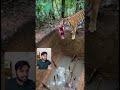 Tiger Reaches for Bait… But There’s a Spike Pit Below
