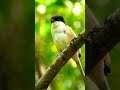 Shrike Bird Relaxing Shrikebird Shortsyoutube Shortsvideo Shrike Bird Relaxing Shrikebird Shortsyoutube Shortsvideo
